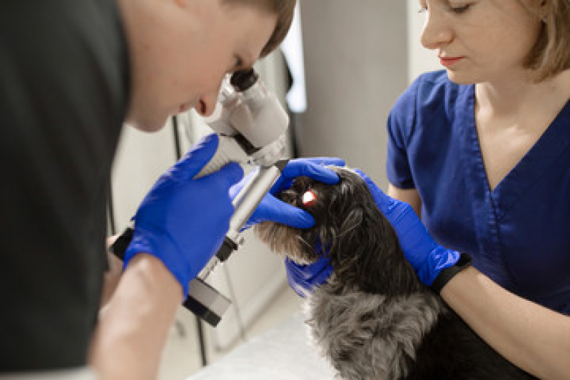 Onde Tem Oncologista para Cães Vila Azevedo - Oncologista de Animais