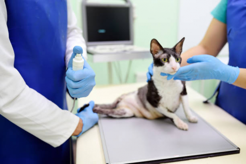 Onde Tem Ortopedista para Cachorros e Gatos Vila Mesquita - Ortopedia Animal