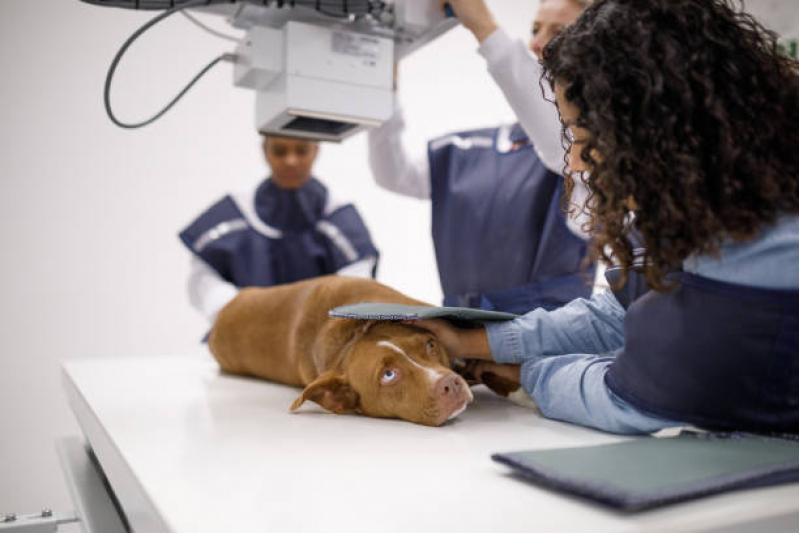 Onde Tem Ortopedista para Cachorros Vila Paz - Ortopedista para Cães