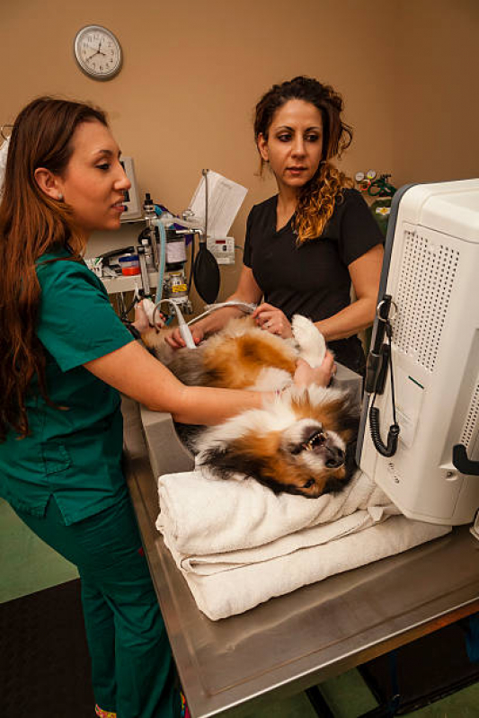 Onde Tem Ortopedista para Cães e Gatos Favela dos Anjos - Ortopedia Animal