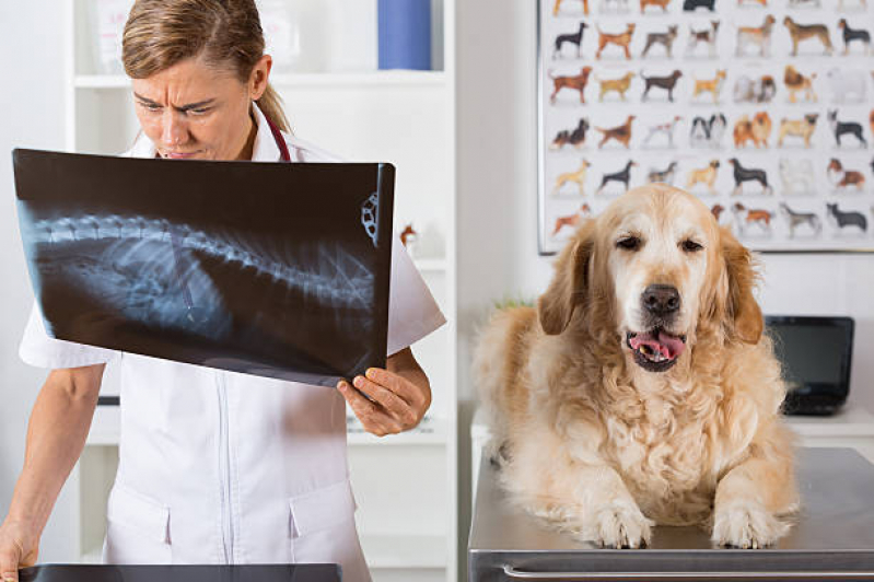 Ortopedia Animal Clínica Jardim Assunção - Ortopedista para Cachorros e Gatos