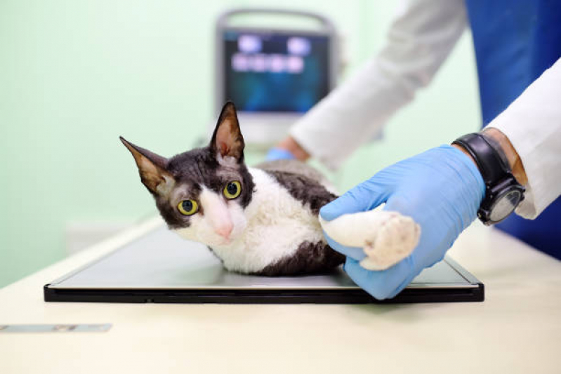 Ortopedia Animal Pau Queimado - Ortopedista para Gatos