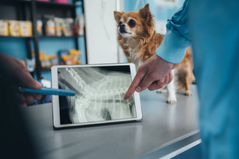 Ortopedia para Cachorro Clínica Parque Arthur Alvim - Ortopedista para Cães