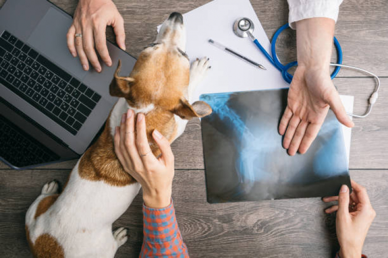 Ortopedia para Cachorro Vila São Geraldo - Ortopedista para Cães e Gatos