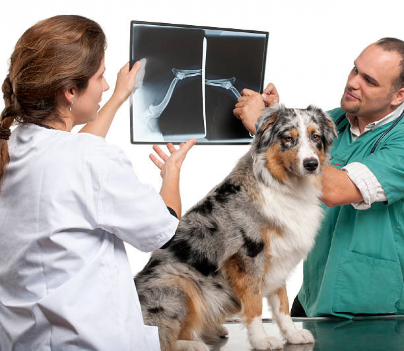 Ortopedista de Cachorro Clínica Fazendinha - Ortopedista para Cães