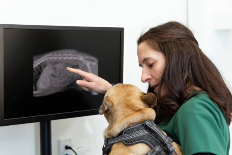 Ortopedista para Cachorros e Gatos Vila São Pedro - Ortopedista para Cães e Gatos