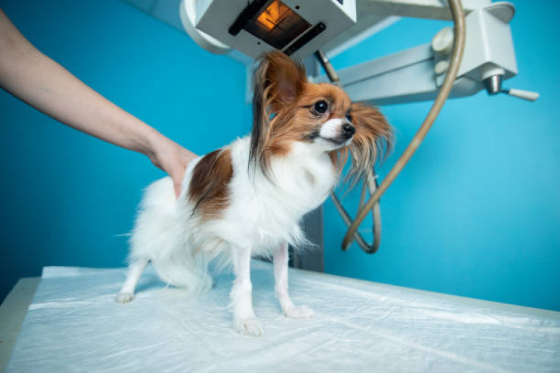 Ortopedista para Cães Clínica Canindé - Ortopedia para Cachorro