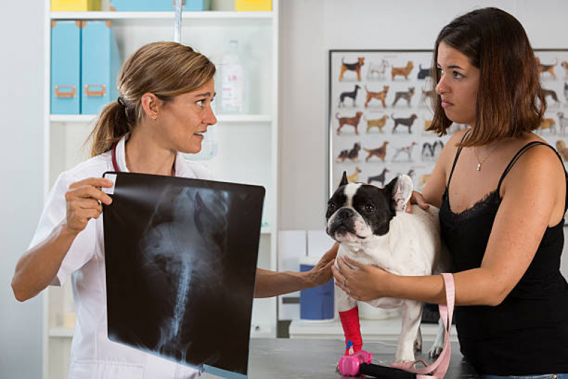 Ortopedista para Cães e Gatos Vila Elze - Ortopedista para Cachorros e Gatos
