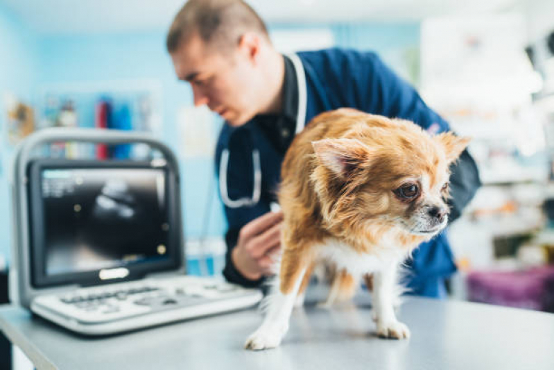 Ortopedista para Cães Vila Lais - Ortopedia para Cachorro