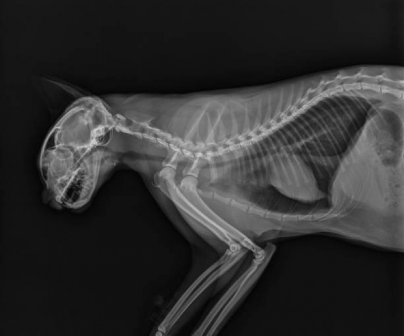 Ortopedista para Gatos Vila Santana - Ortopedia Animal