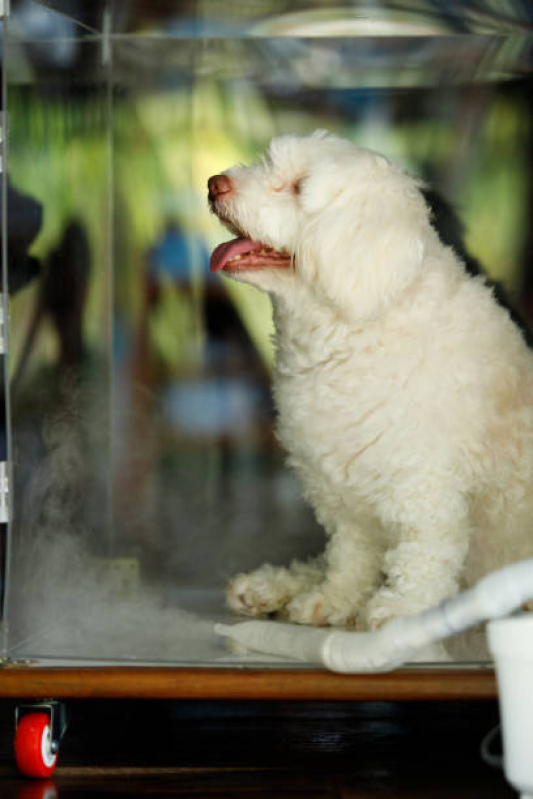 Ozonioterapia Cachorro Tratamento Chaparral - Ozonioterapia para Pets