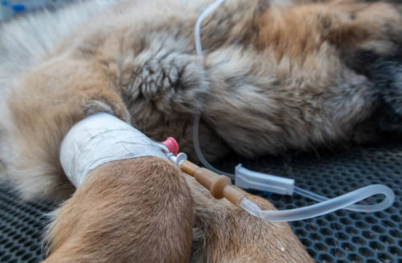 Ozonioterapia para Animais de Pequeno Porte Tratamento Pari - Ozonioterapia para Pets