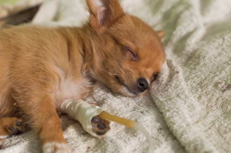 Ozonioterapia para Animais Tratamento Guaiauna - Ozonioterapia para Pets