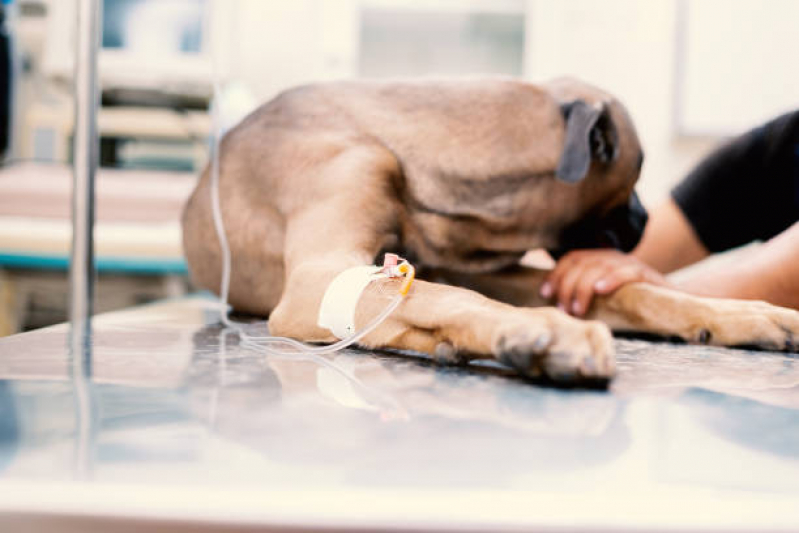 Ozonioterapia para Cachorro Tratamento Sinhá - Ozonioterapia para Animais