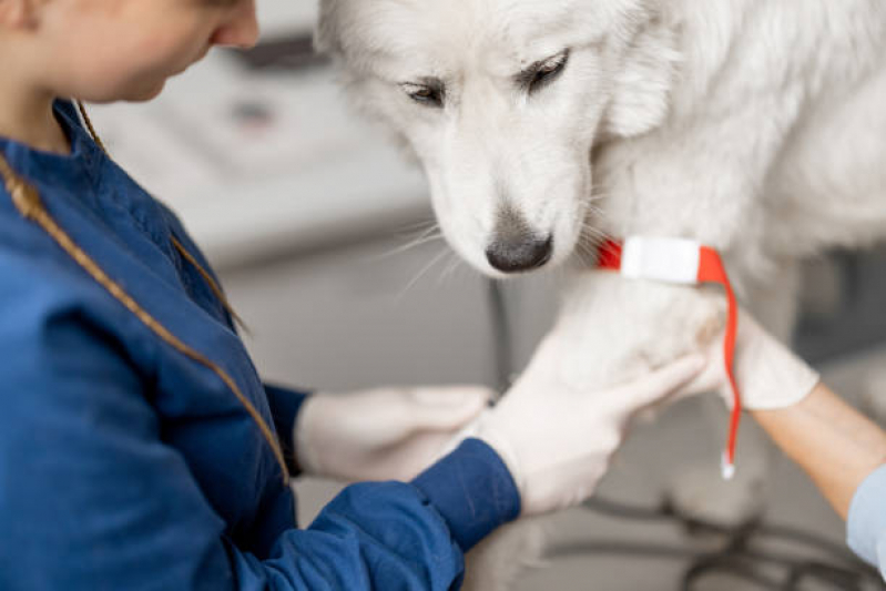 Ozonioterapia para Cachorro Sinhá - Ozonioterapia para Animais