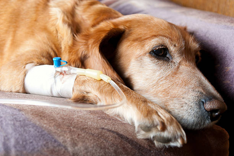 Ozonioterapia para Cães e Gatos Tratamento Canindé - Ozonioterapia Pet