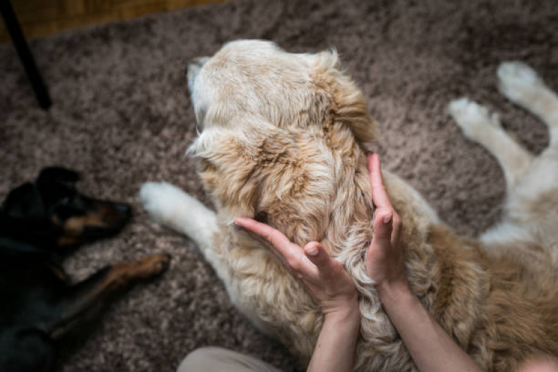 Ozonioterapia para Cães Viela Sabesp - Ozonioterapia Pet