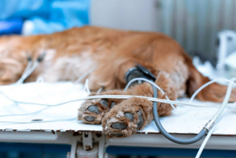 Ozonioterapia para Gatos e Cachorros Tratamento Vila Matias - Ozonioterapia para Cachorro Tatuapé