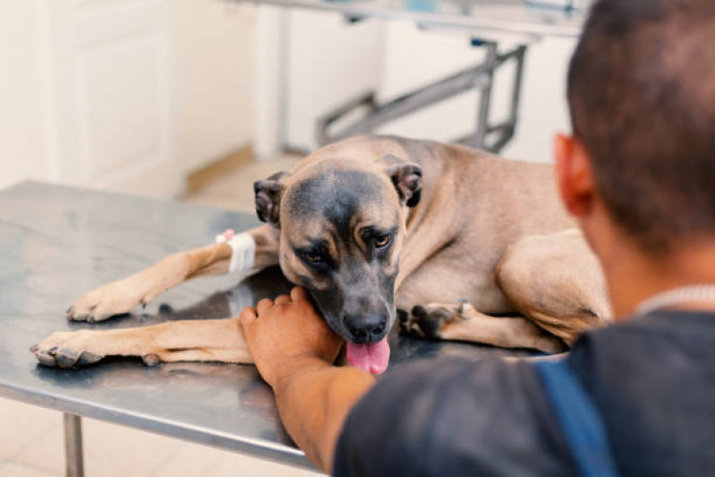 Ozonioterapia para Gatos e Cachorros Vila Carrão - Ozonioterapia para Cães