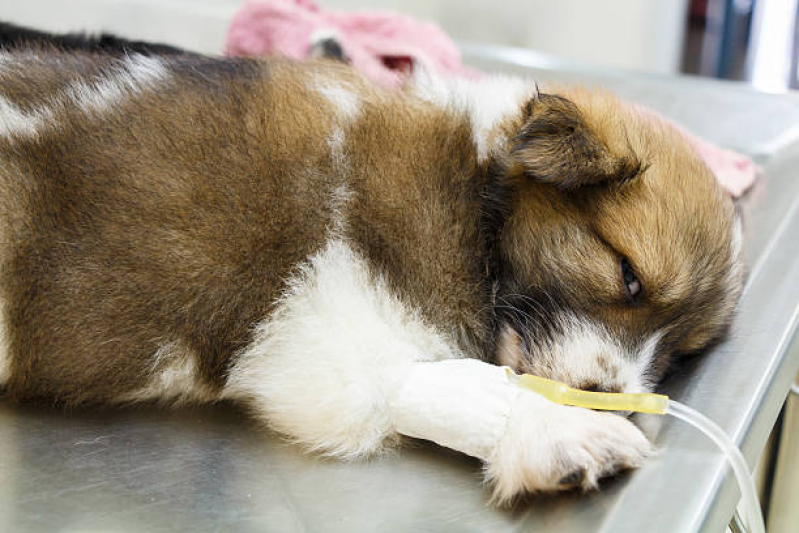 Ozonioterapia para Gatos Tratamento Vila Matias - Ozonioterapia para Pets