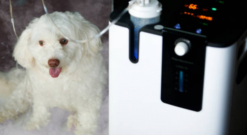Ozonioterapia para Pets Tratamento Vila Salete - Ozonioterapia para Cachorro Tatuapé
