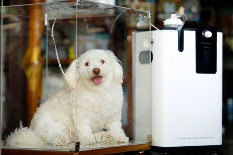 Ozonioterapia para Pets Parque São Jorge - Ozonioterapia para Cães Idosos
