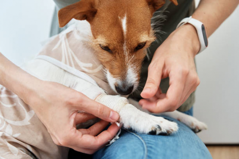 Ozonioterapia Pet Tratamento Jardim Andarai - Ozonioterapia para Pets