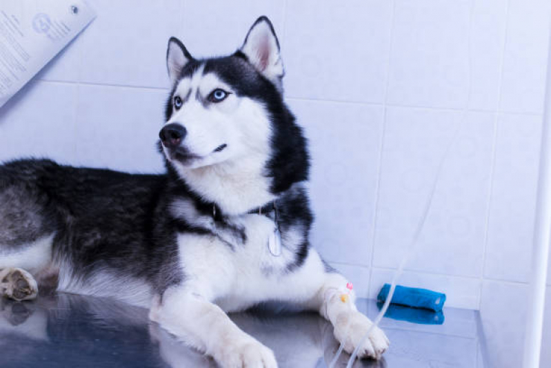 Ozonioterapia Pet Vila Mafra - Ozonioterapia para Pets