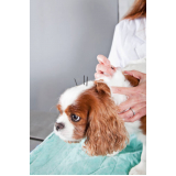 acupuntura a domicilio para cães marcar Manguari