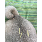 acupuntura a domicilio para gatos Vila Textil