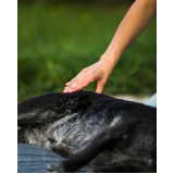 acupuntura de cachorro marcar Chaparral