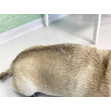 acupuntura em cachorros marcar Pau Queimado