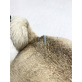 acupuntura em cachorros Vila talarico