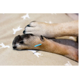 acupuntura em cães e gatos marcar Vila Lais