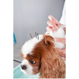 acupuntura em cães Vila Leme