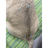 acupuntura em gatos Vila Salete