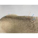 acupuntura para gatos marcar Vila Mafra
