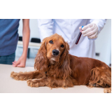 agendamento de exame de ecocardiograma para cães e gatos Fazendinha