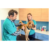 agendamento de exame de sangue para cachorro Vila Bancaria