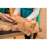 agendamento de exame de sangue para gatos Vila Prudente