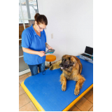 agendamento de fisioterapia para cães e gatos Vila Calegari