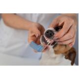 consulta de especialidade de nutricionista para cachorro Cuidade Patriarca