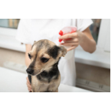 consulta de especialidade de oftalmologia para cachorro agendar Vila Tolstói