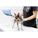 consulta de especialidade de ortopedia para cachorro agendar Vila Antonina