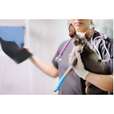 consulta de especialidade de ortopedia para cachorro Vila Lucia Elvira