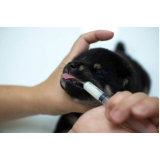 consulta de especialidade para cães e gatos agendar Tatuapé