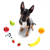 Consulta de Especialidade de Nutricionista para Cães