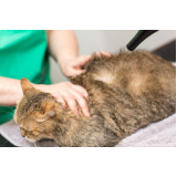 dermatologia para animais de pequeno porte Chaparral