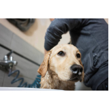dermatologia para cachorro de pequeno porte Chácara Califórnia