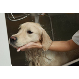 dermatologista para cães de grande porte contato Vila Calegari